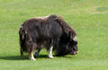 munching Musk Ox 