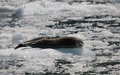 Harbor Seals 