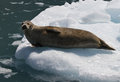 Harbor Seal