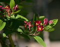 ? name this flower