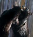 Battle of the Bears