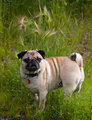 DAY 10: Fox tails and Pug tails