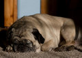 DAY 18: Sunlight Siesta