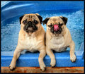 DAY 26: Hot Tub Pugs