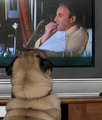 DAY 29: Begging from the TV 