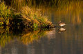 female American Wigeon 