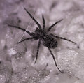 spider2.jpg