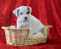 800_7457corah9wks.jpg