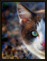 Peeking mouser
