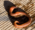 'S' is for slither