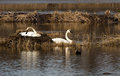 Swans