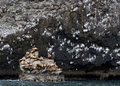 Scenery 6 :Seal lions and Kittiwakes