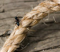 Day 4 : jump rope Ant style