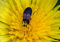 He's in up to his neck in pollen !