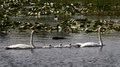 Swan family