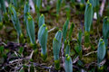 Pod People ? nah just false Hellebore