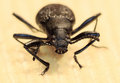long-horned beetle