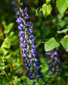 single lupine
