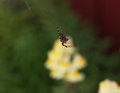 itsy bitsy spider