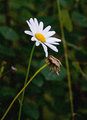 Daisies in the rain