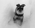 Snow doggie