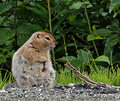ground squirrel