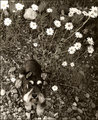 Where's Waldo? Hanging out by the daisies