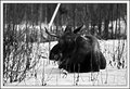 Bull Moose relaxing in the snow