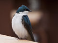 Tree Swallow
