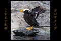 Tufted Puffin