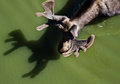 Moose shadows 02