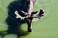 Moose shadows 03