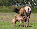 Mother's milk