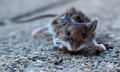 Hard Frost too hard for this mouse