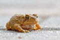 little toad