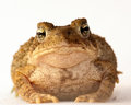 Toad - front