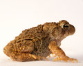 Toad - right side