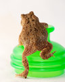 Toad - backside