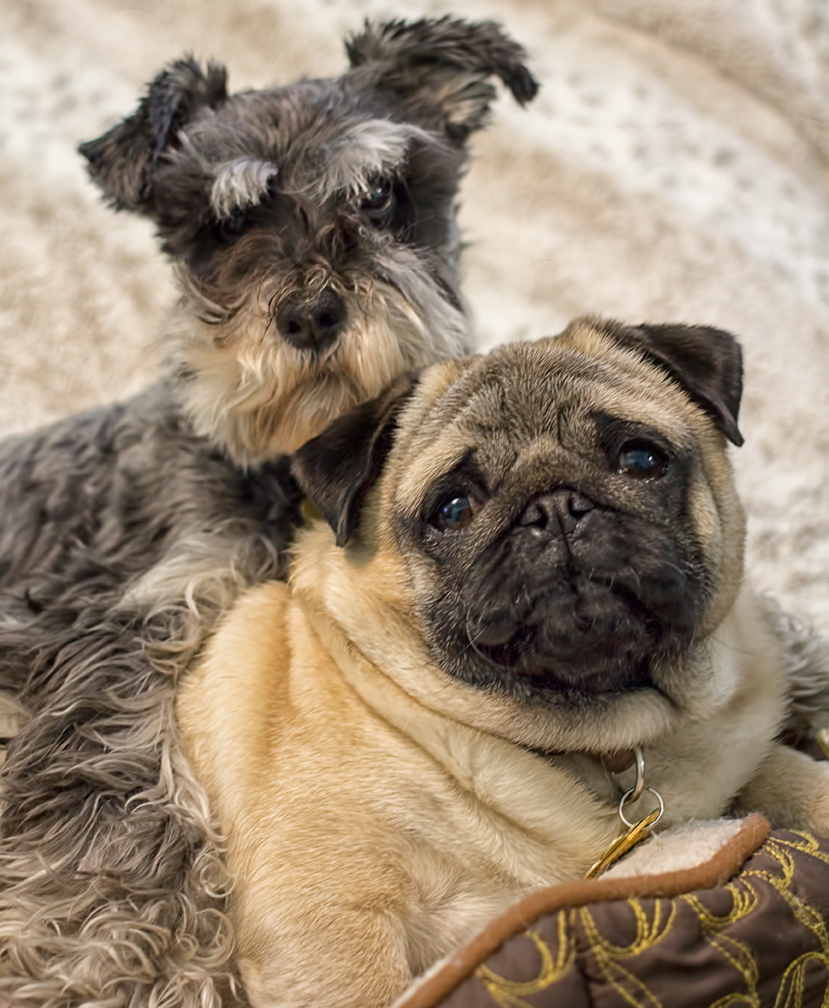 Week 1 - Best Buddies