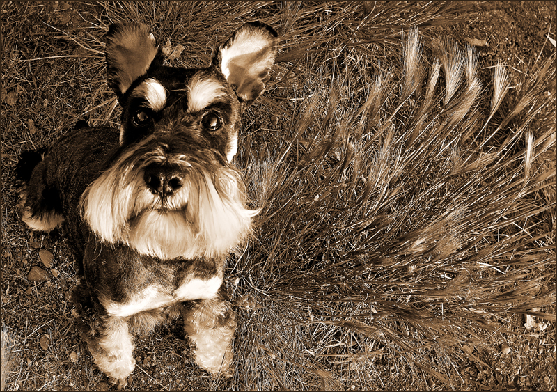 Waldo and Fox Tails