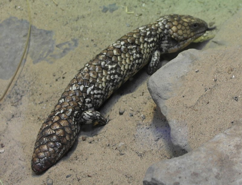 Scaled Skink