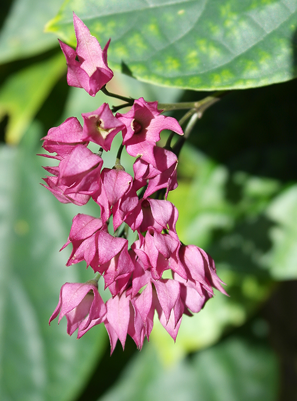 Flora 
