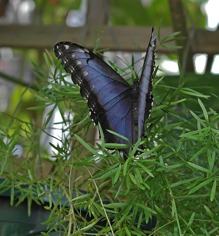 Blue Butterfly