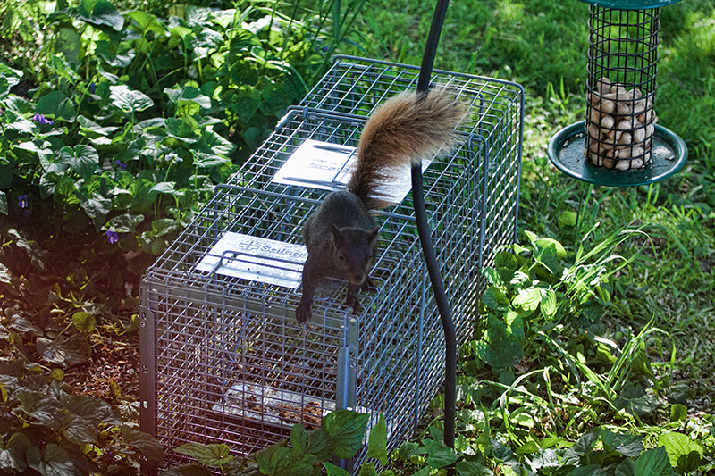 Squirrel trying to get into trap