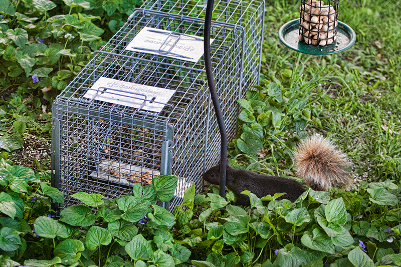Squirrel tring to figure out how to get to the peanut butter inside trap