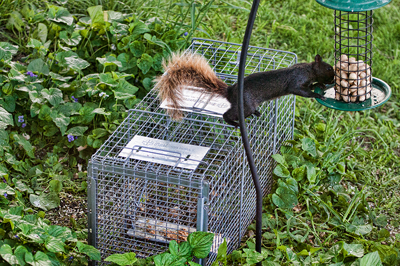 Squirrel, gives up on getting into trap and uses it to reach peanuts in hanging feeder