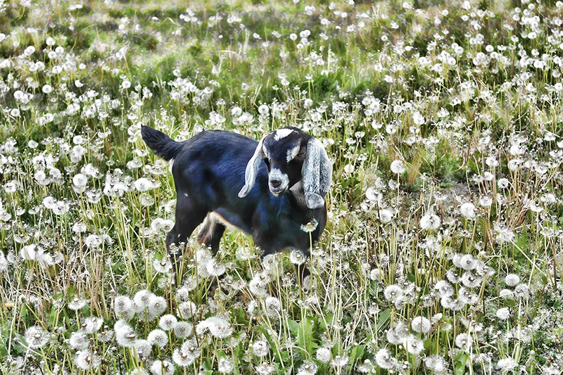 Flower kid