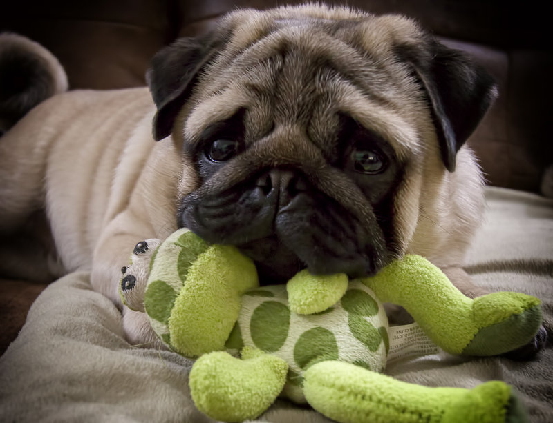 Sherman and his frog