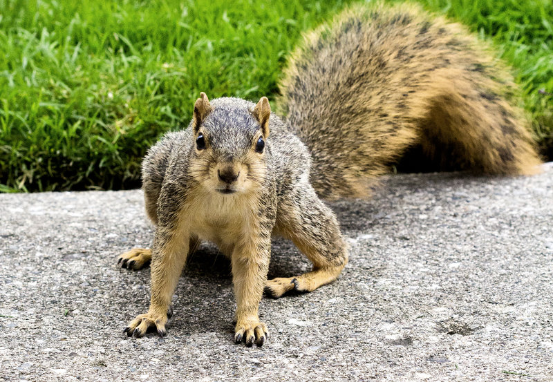Squirrel