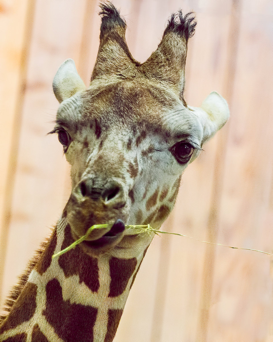 Week 4 - Baby Giraffe 